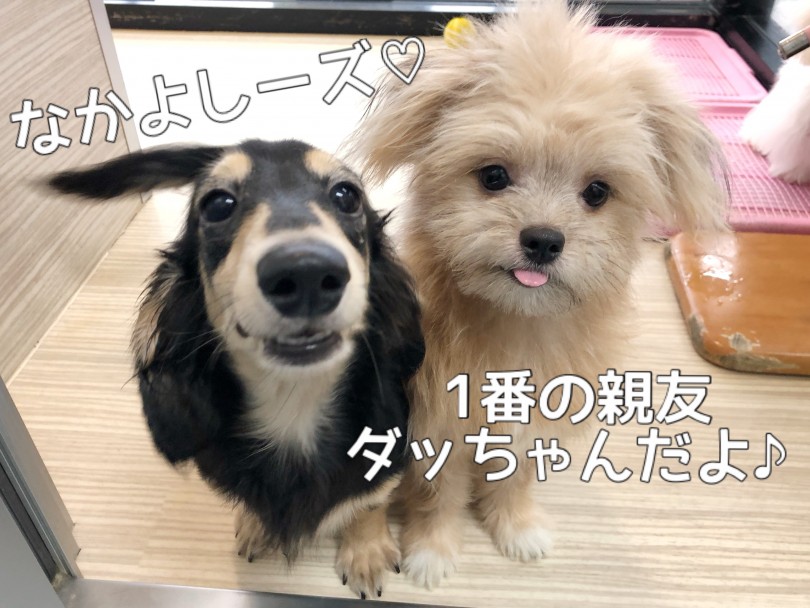 怖いもの知らず。超がつくほどフレンドリー♡ | MIX犬 ポメシー （119295） - 梅島店