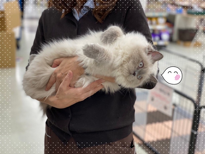 生後7ヶ月のヒマちゃんの様子 | ヒマラヤン （312054） - 横浜 港北ニュータウン店