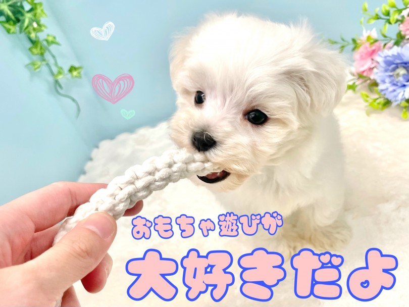 性格は人懐っこく、おもちゃ遊びが大好き | MIX犬 マルビション （150247） - 東川口店
