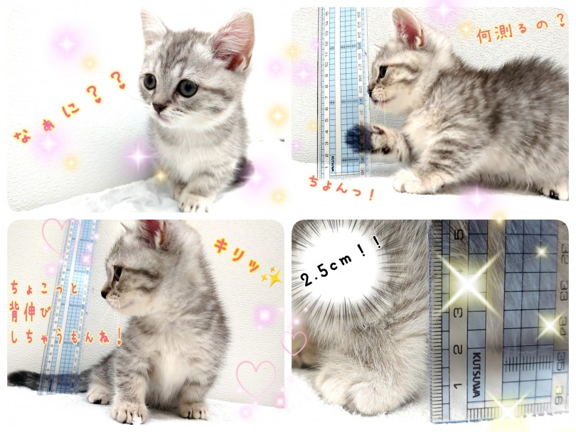 短足ちゃんの中でもマンチちゃんはとっても短足！ | マンチカン （130382） - 高井戸店