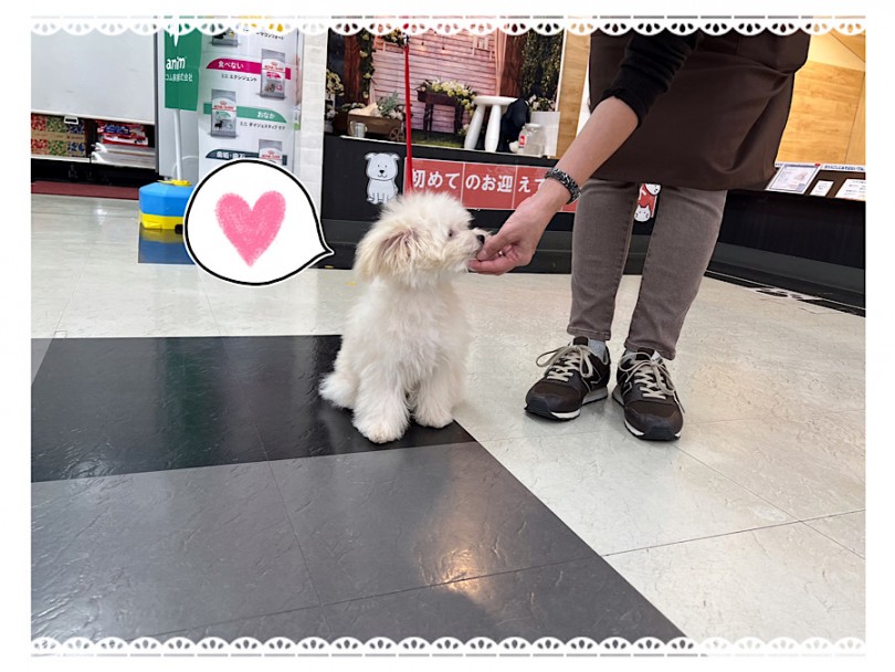 ただ今、お座りのトレーニング中♪ | MIX犬 ポメプー （312050） - 横浜 港北ニュータウン店
