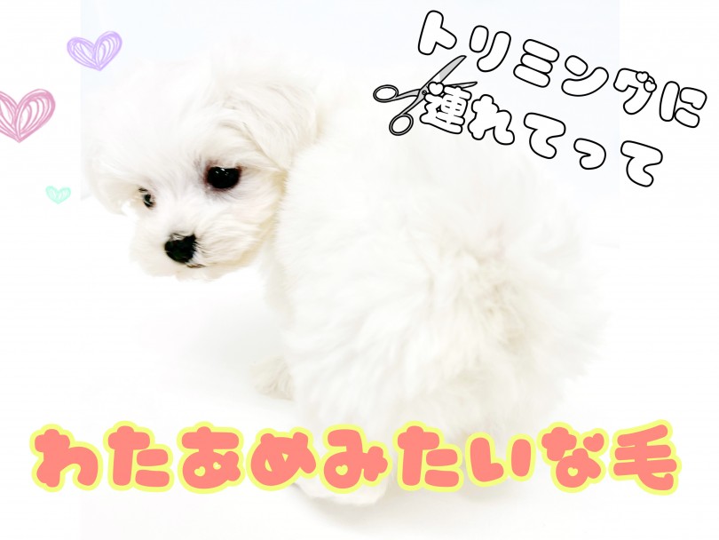 毛質はとても柔らかくまるで「わたあめ」みたい！ | MIX犬 マルビション （150247） - 東川口店