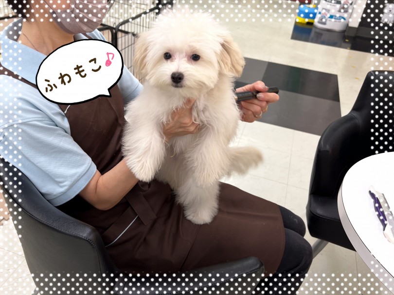 小さくてもスクスク成長しています | MIX犬 ポメプー （312050） - 横浜 港北ニュータウン店