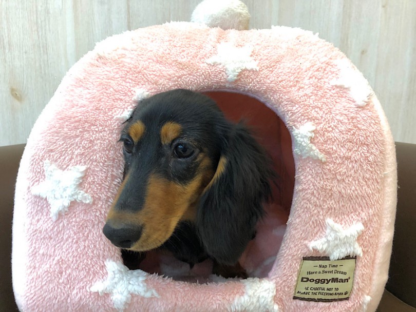 甘えん坊なダッちゃんに会いに来てください！ | カニンヘン・ダックスフント （814702） - 大和 相模大塚店