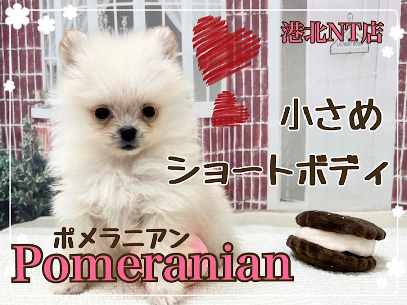【 ポメラニアン 】小さめ！毛量たっぷりショートボディの男の子！