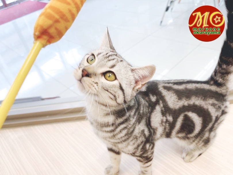 初めて猫ちゃんを飼うならアメショで決まり！ | アメリカンショートヘア （6131051） - 横浜 大倉山店