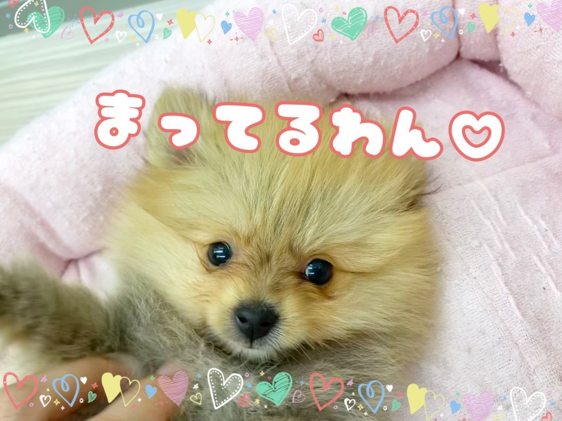 ポメちゃんに会いに来てください！ | ポメラニアン （512767） - 本羽田店