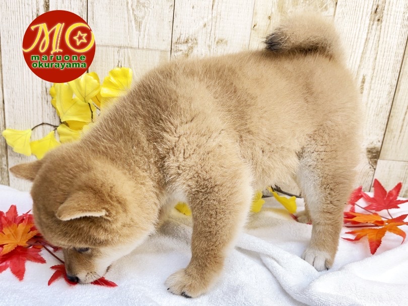 愛嬌たっぷりムチコロボディ | 柴犬 （6131112） - 横浜 大倉山店