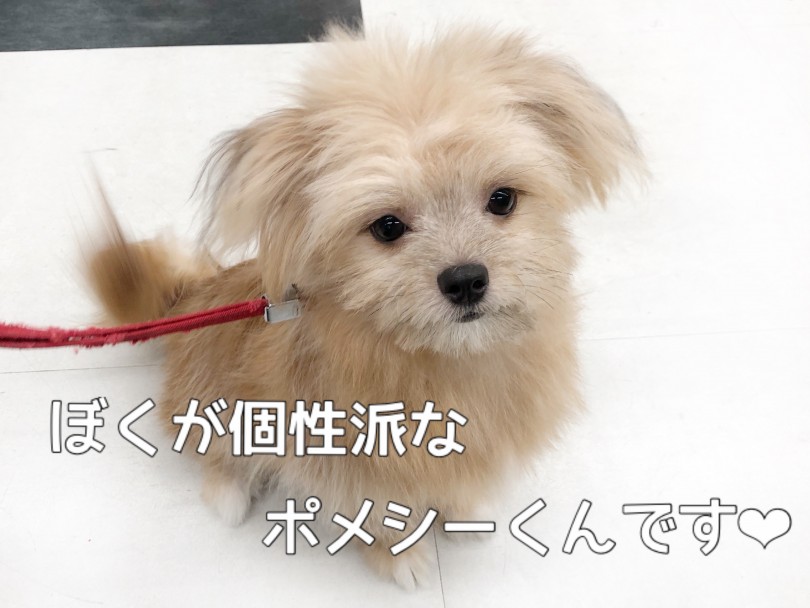 ポメシーくんはMIX犬の中でも珍しい | MIX犬 ポメシー （119295） - 梅島店