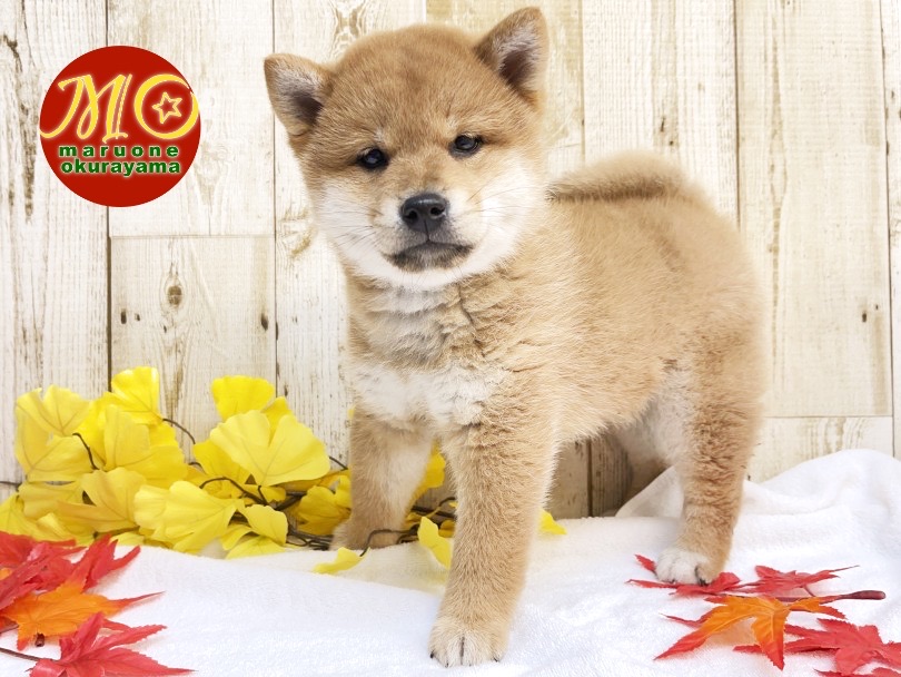 どすこい！ムチコロボディの柴犬 | 柴犬 （6131112） - 横浜 大倉山店