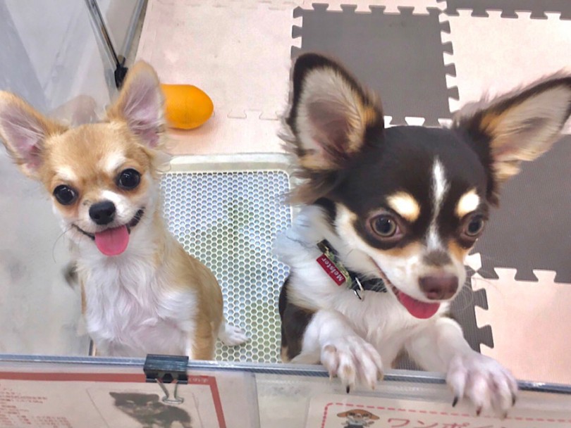 相模大塚店の卒業生、ケンくん（チワワ）がチーたんと遊んでくれました♡ | チワワ （814704） - 大和 相模大塚店