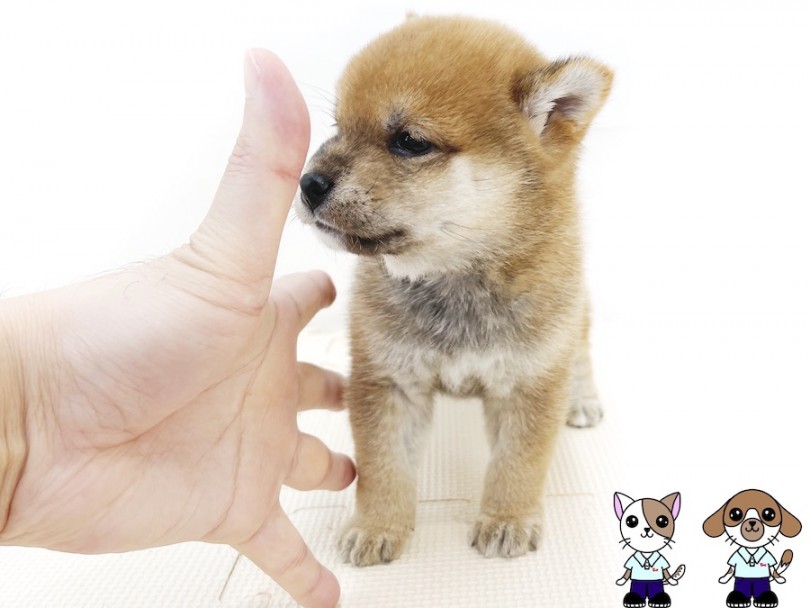 手の直径が大体20cm程なのですが圧倒的な小ささ | 豆柴 （814719） - 大和 相模大塚店
