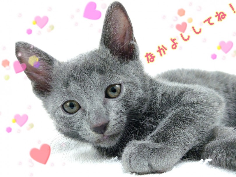 しつけもしやすいとても飼いやすいねこちゃん | ロシアンブルー （130381） - 高井戸店