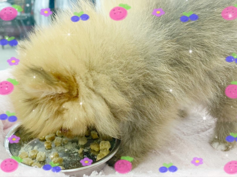 体は小さくても食欲は全開です！ゴハンタイムも静かなお利口さん♪ | ポメラニアン （512767） - 本羽田店
