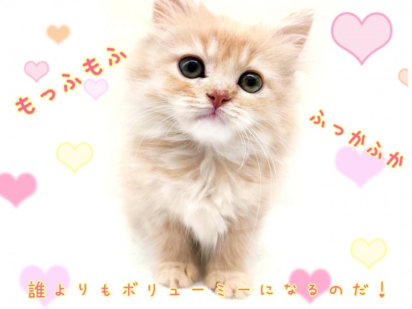 唯一無二のトリプルコート！誰よりもふっかふ！！もっふもふ！！ | サイベリアン （130380） - 高井戸店