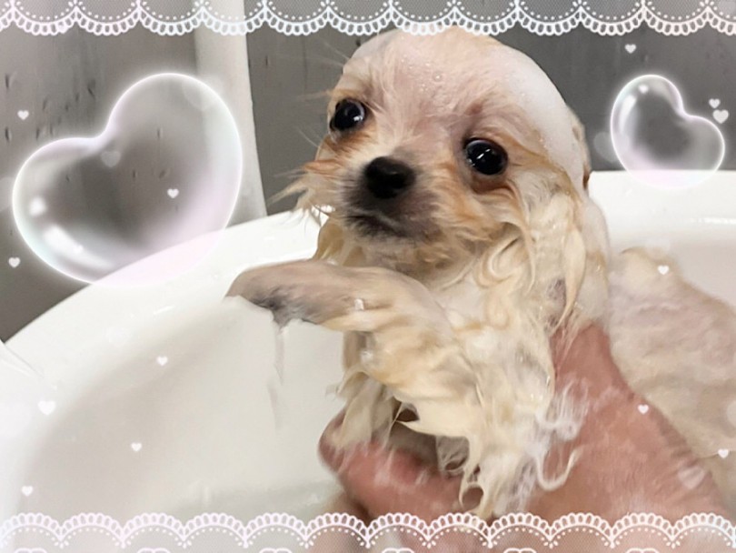 水に濡れると別犬に | ポメラニアン （312060） - 横浜 港北ニュータウン店
