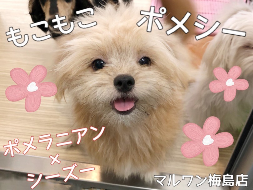 【 MIX犬 】個性的！ポメラニアン×シーズー第二弾ブログ