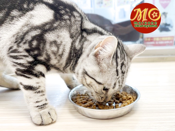 好き嫌いなし！食べ飽きなし！ご飯大好きにゃんこ | アメリカンショートヘア （6131051） - 横浜 大倉山店