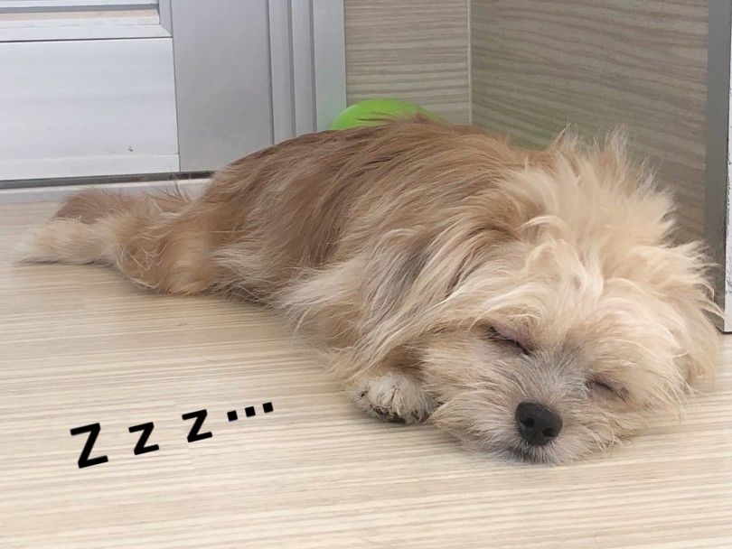 THEオンリーワンなMIX犬ポメシー♡ | MIX犬 ポメシー （119295） - 梅島店