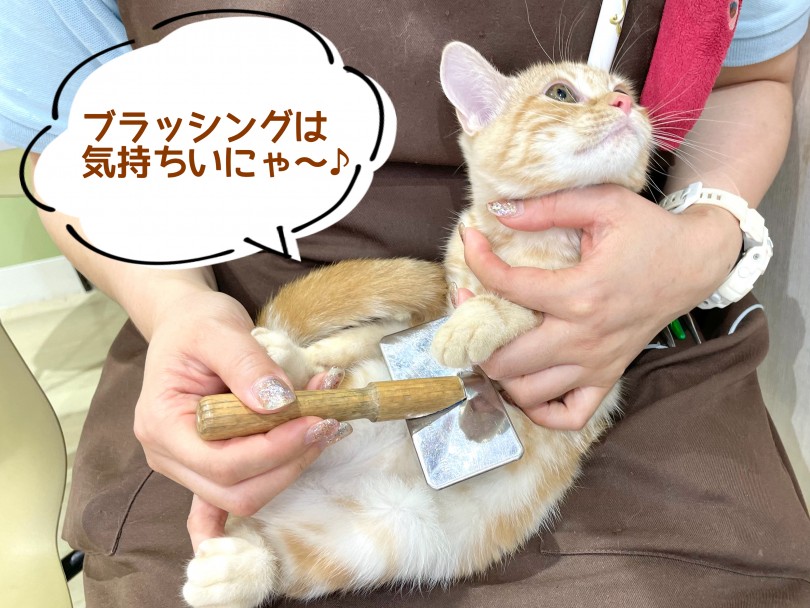 お手入れはお家で簡単！ | アメリカンショートヘア （130372） - 高井戸店