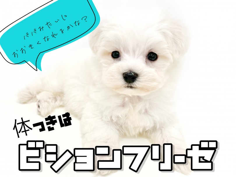 身体つきはママに似てビションフリーゼ体型 | MIX犬 マルビション （150247） - 東川口店