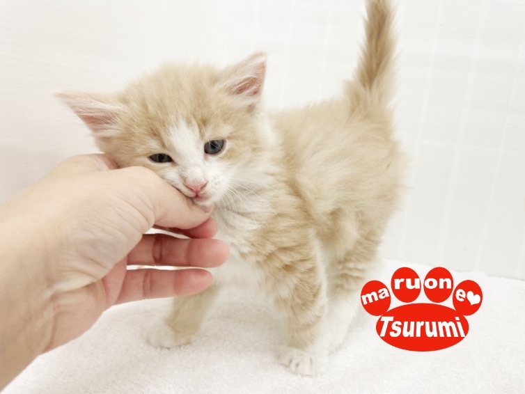 ノルウェージャンちゃんの性格は？ | ノルウェージャンフォレストキャット （713843） - 横浜 鶴見店