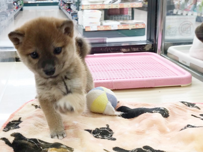 賢くてお利口な柴ちゃんに会いに、マルワン梅島店にお越し下さいね | 柴犬 （119313） - 梅島店