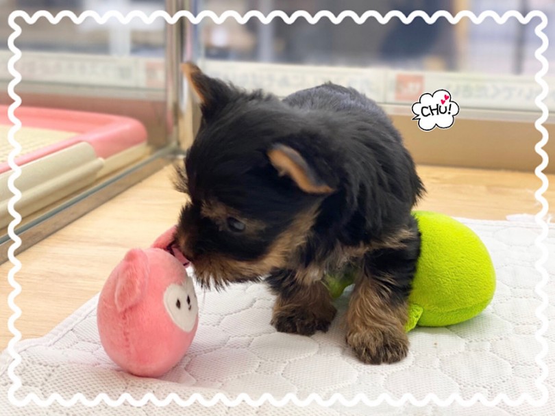 ヨーキーちゃんに会いに来てね！ | ヨークシャーテリア （312071） - 横浜 港北ニュータウン店