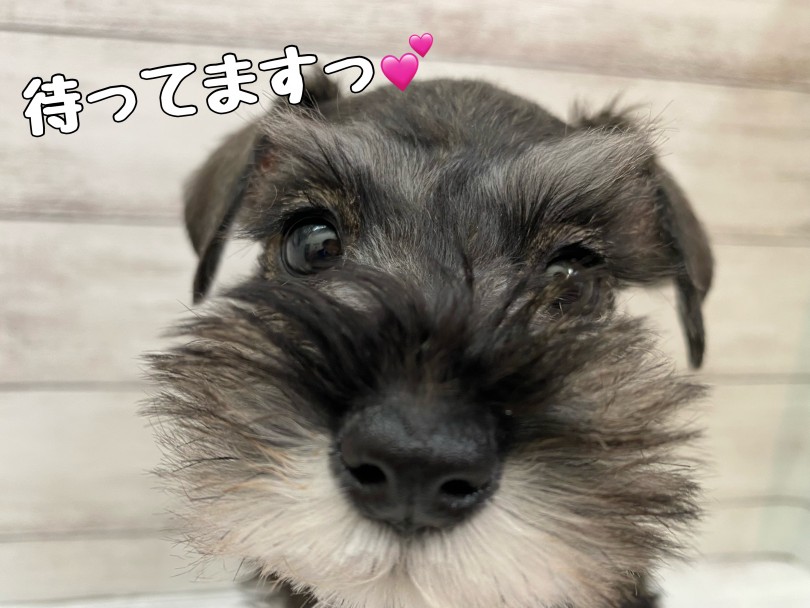 シュナちゃんと皆様のご来店を心よりお待ちしております! | ミニチュア・シュナウザー (116659) 下丸子店