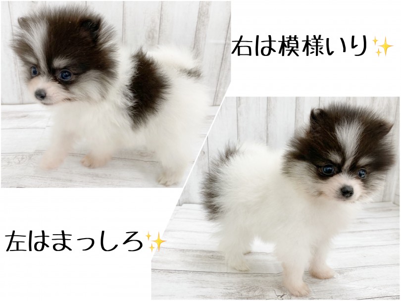 かわいいたぬき顔にキュン！秘密の模様？！種類豊富なカラーリングのポメラニアン♪ | ポメラニアン （512784） - 本羽田店