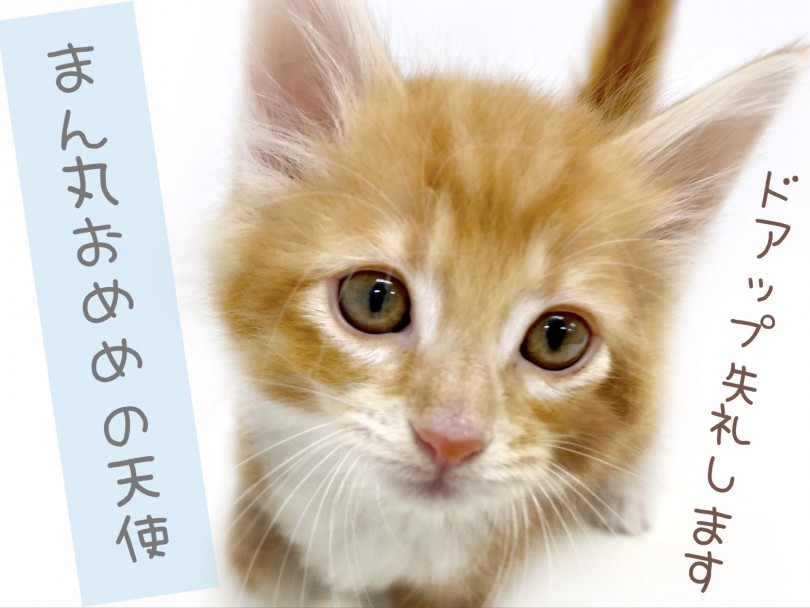 まん丸おめめの天使 | ノルウェージャンフォレストキャット （150253） - 東川口店