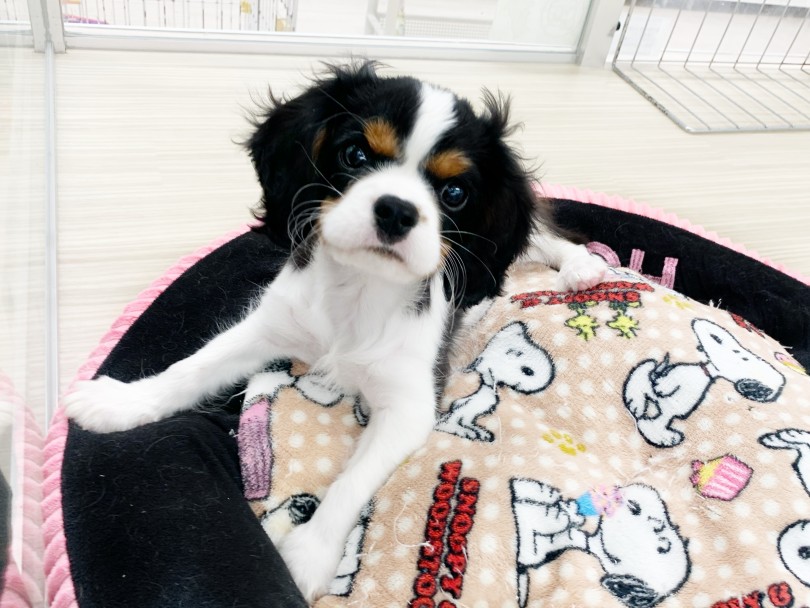 圧倒的な飼いやすさNo1犬種！ | キャバリア・キングチャールズ・スパニエル （014412） - 東日暮里店