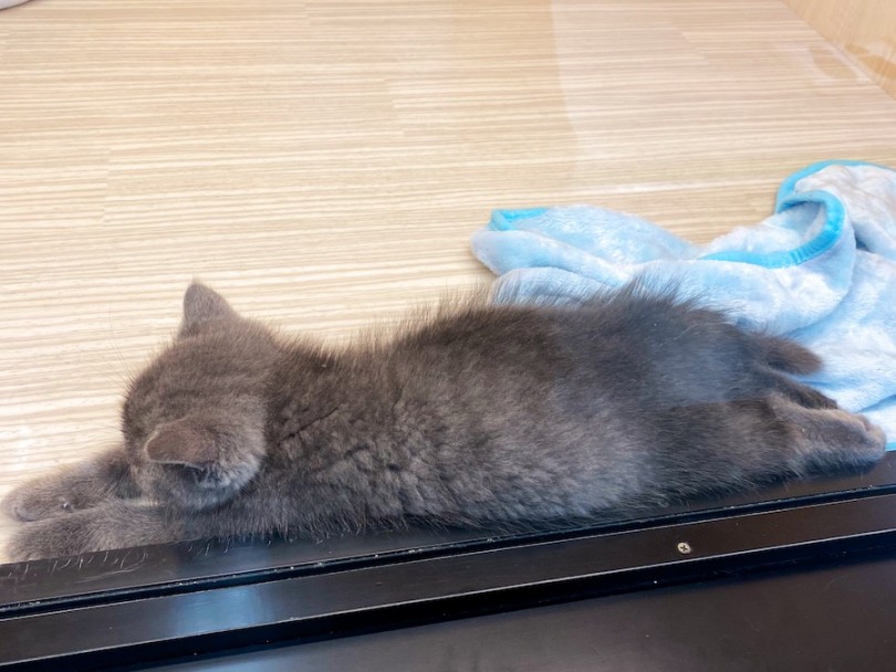 ズバ抜けた環境適応能力の持ち主 | ブリティッシュショートヘア （120479） - 横浜 今宿店
