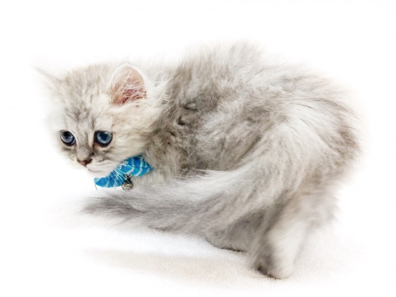 歩く姿は子猫とは思えない優雅さと美しさを兼ね備えた究極の美猫ちゃま | ペルシャ （120488） - 横浜 今宿店