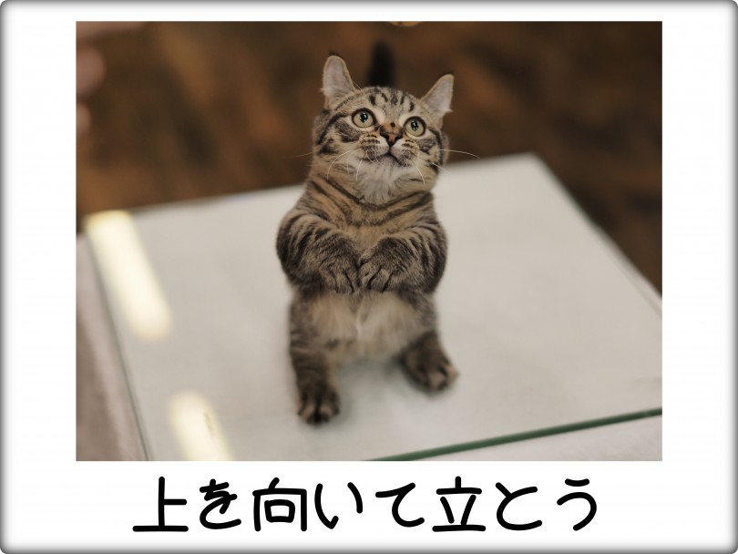 ぜひ元町にお越しの際には超絶コミカル芸達者なキンカローちゃまと遊んでみてくださいませ。 -  | キンカロー （140757） - 横浜 元町店