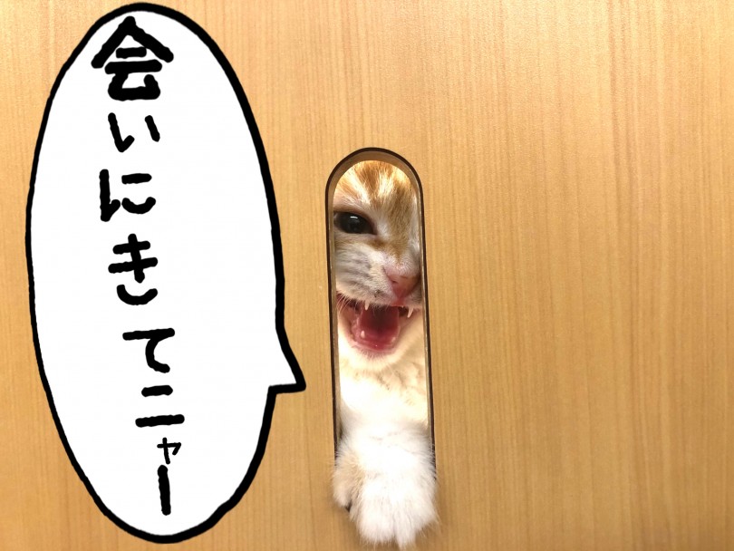 あなたの新しい家族に会える城山店でご来店お待ちしております | スコティッシュフォールド （118620） - 城山店