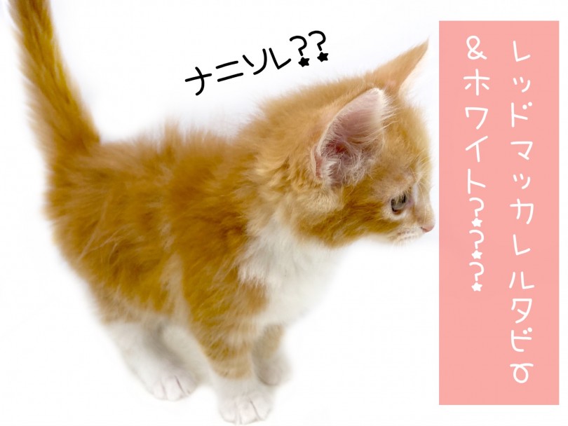この子はレッドマッカレルタビー＆ホワイトという毛色 | ノルウェージャンフォレストキャット （150253） - 東川口店