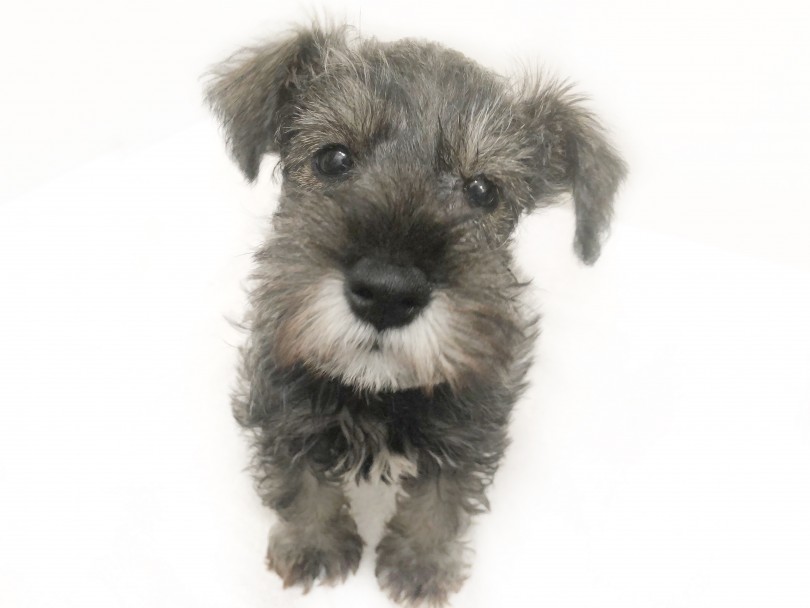 無垢でキラキラな瞳を持つシュナちゃん♡ | ミニチュア・シュナウザー （119312） - 梅島店