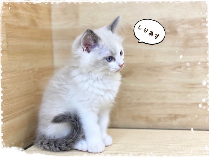 シッカリしたボディバランスが綺麗な男の子 | ラグドール （312074） - 横浜 港北ニュータウン店