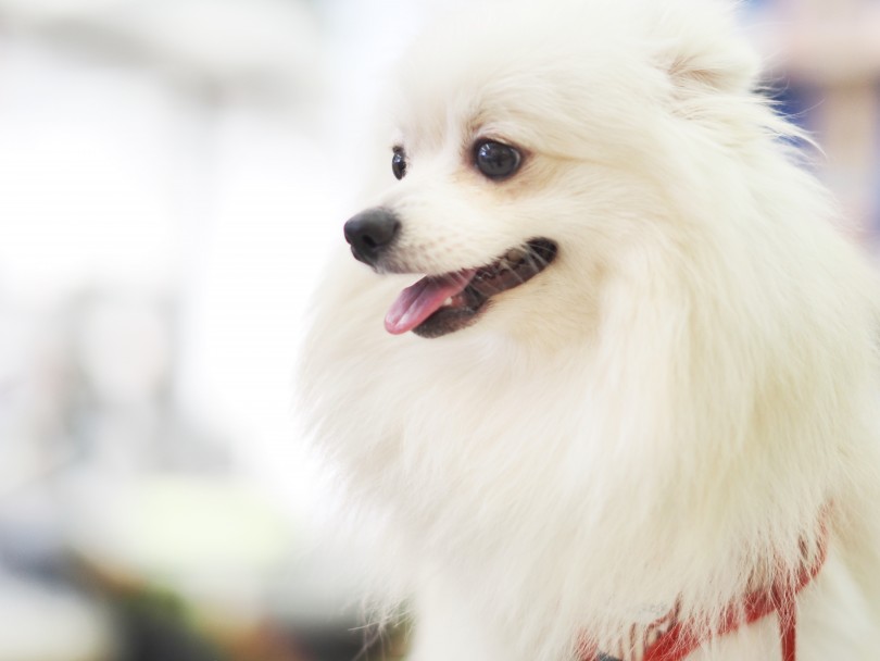 フォトギャラリー - 見つめる先にはお友達の卒業生ひなたちゃん（柴犬）が登場！ | 白ポメラニアン （6131016） - 横浜 大倉山店