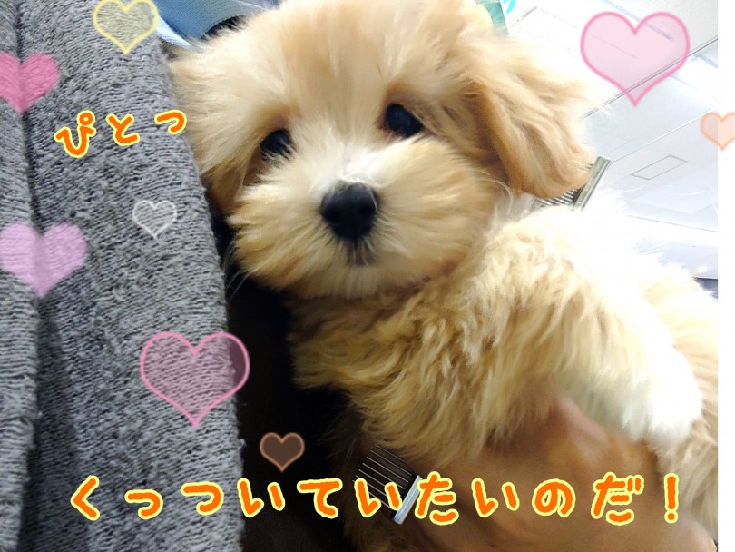 是非マルプーちゃんと一緒にワクワクの日々を過ごしましょう♪ | MIX犬 マルプー （130386） - 高井戸店