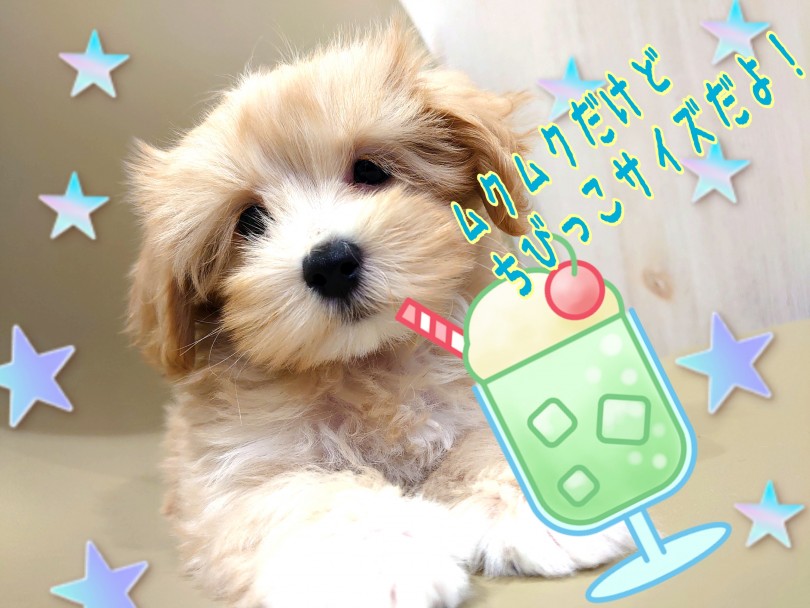 生後60日で840g！！とっても飼いやすい！小さめサイズ！ | MIX犬 マルプー （130386） - 高井戸店