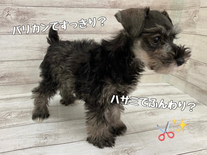 カットによって更に可愛く大変身! | ミニチュア・シュナウザー (116659) 下丸子店