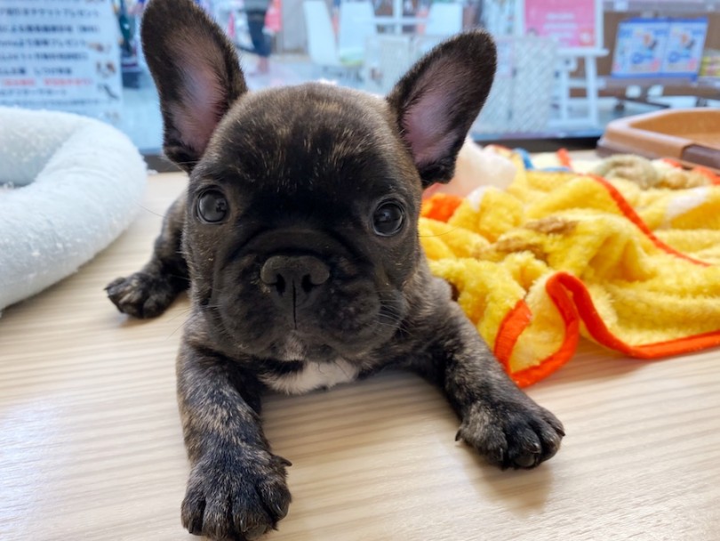 コミカルな動きや様々な表情を見せてくれる究極の癒しDOG | フレンチブルドッグ （120482） - 横浜 今宿店