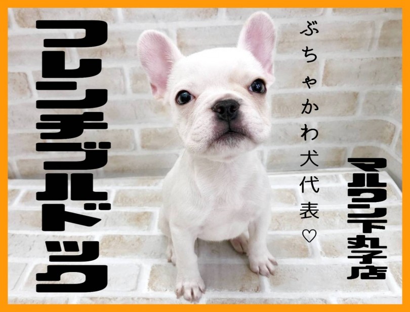 【 フレンチブルドッグ 】愛嬌たっぷりなお顔と温和な性格！子供好きな癒し犬登場！