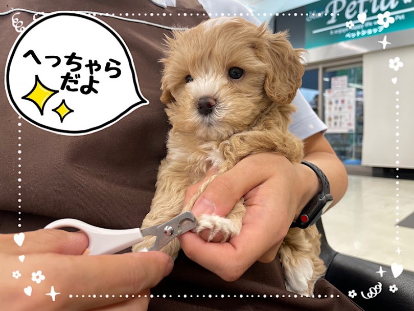 毎日のブラッシングや爪切り、足裏バリカン、お耳掃除など、怖がりもせず問題なくクリア | MIX犬 マルプー （312070） - 横浜 港北ニュータウン店