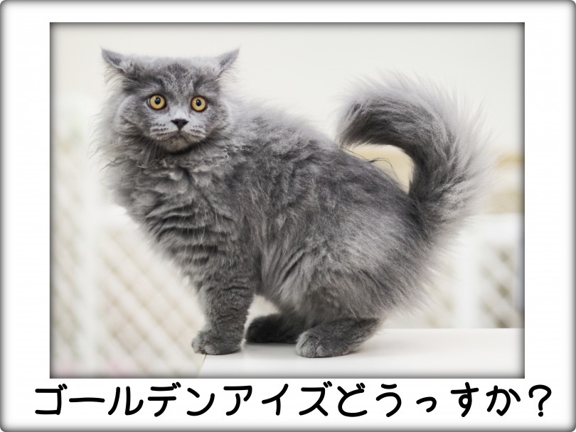 神秘的なゴールデンアイズが美しすぎる | ブリティッシュロングヘア （713834） - 横浜 鶴見店