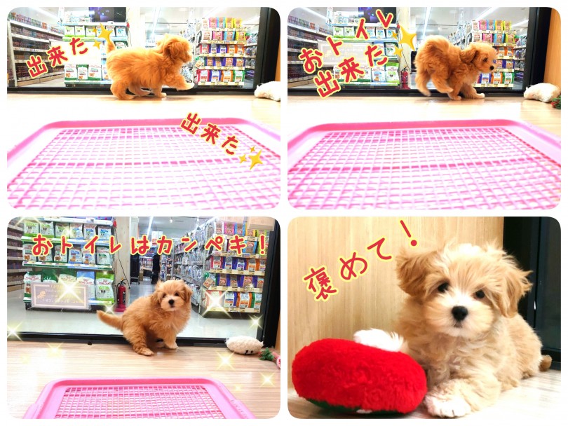 サークル内ならおトイレはほぼ完璧です！ | MIX犬 マルプー （130386） - 高井戸店