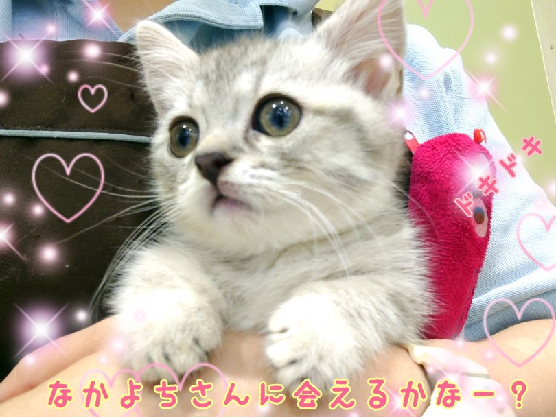 好奇心旺盛で天真爛漫なマンチちゃん♪ | マンチカン （130382） - 高井戸店