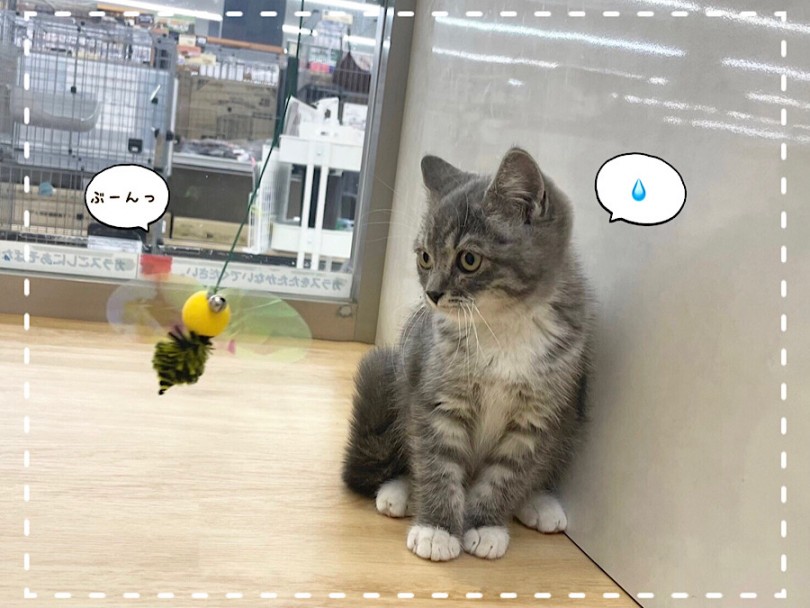 生後77日のマンちゃんの様子 | マンチカン （312069） - 横浜 港北ニュータウン店